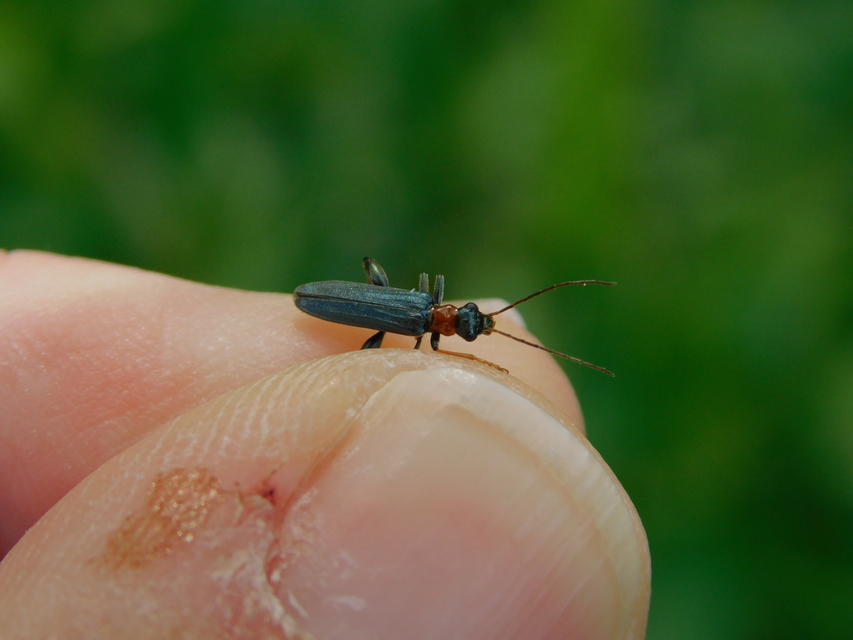 Oedemera croceicollis - pirostorú álcincér