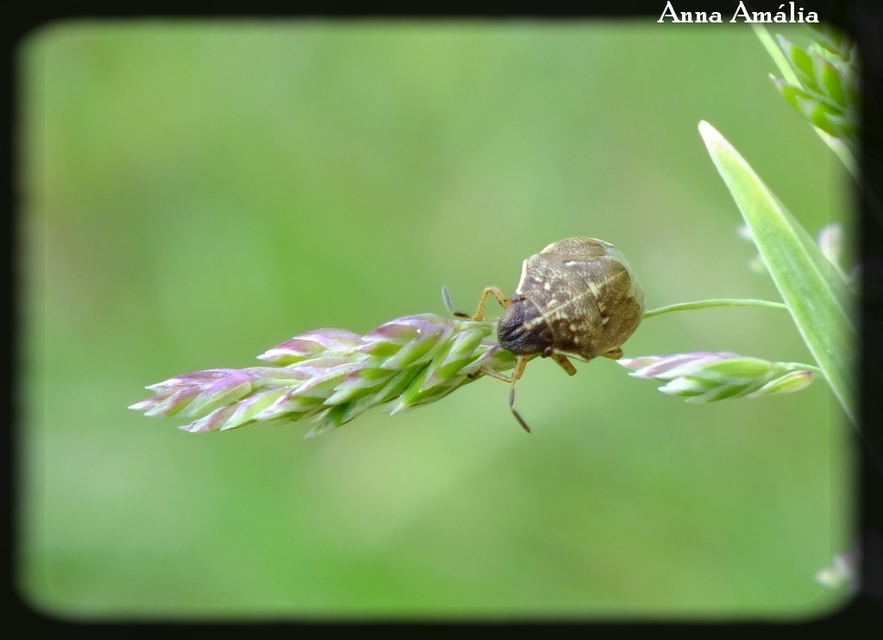 Neottiglossa pusilla - feketehasú címerespoloska Neottiglossa pusilla - feketehasú címerespoloska