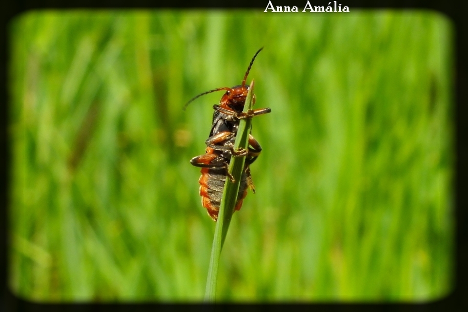 Cantharis rustica - suszterbogár