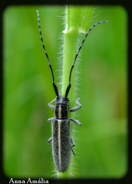 Agapanthia cardui - sávos bogáncscincér