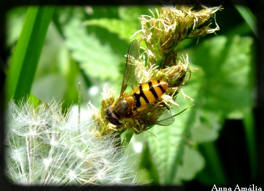 Syrphidae - zengőlegyek