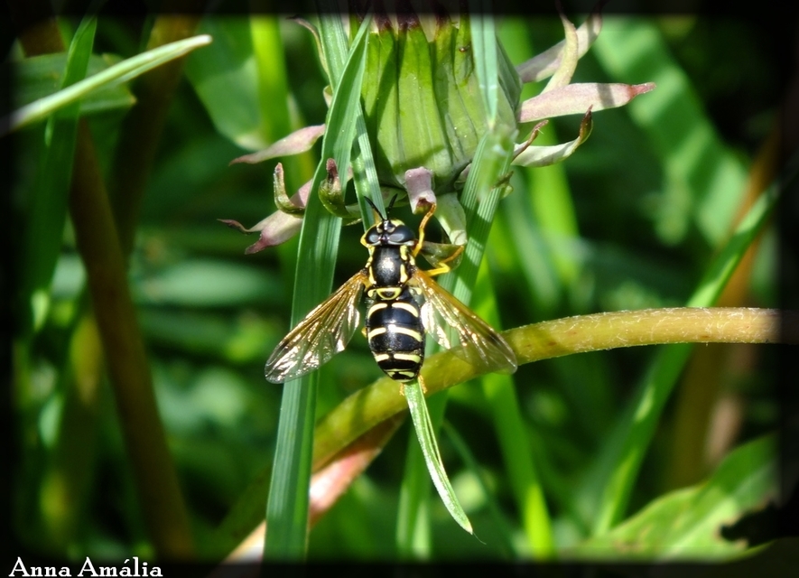 Chrysotoxum