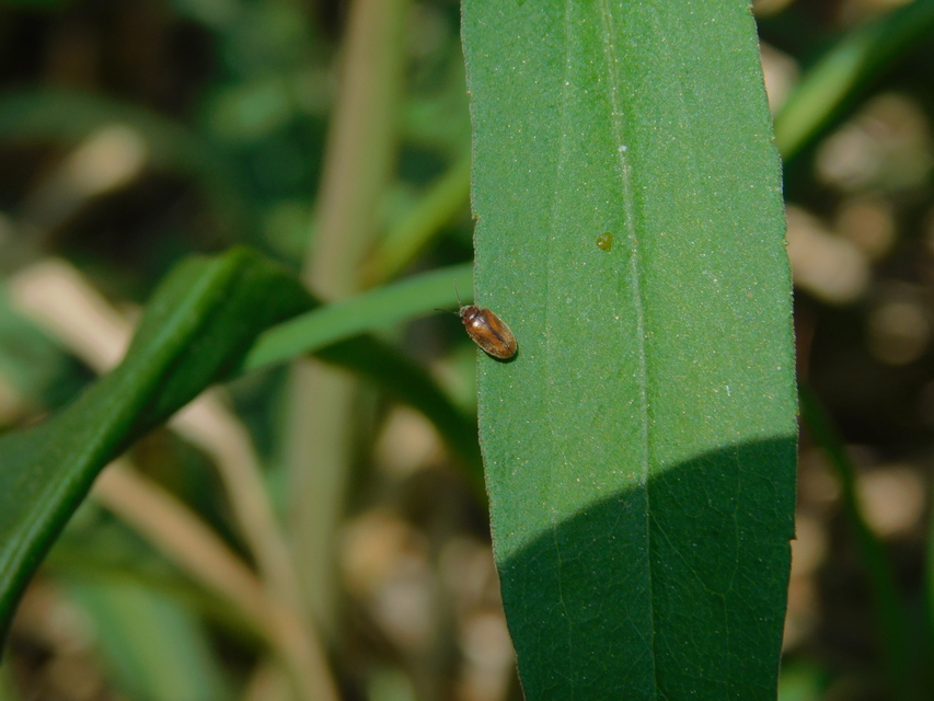 Scirtidae - rétbogárfélék