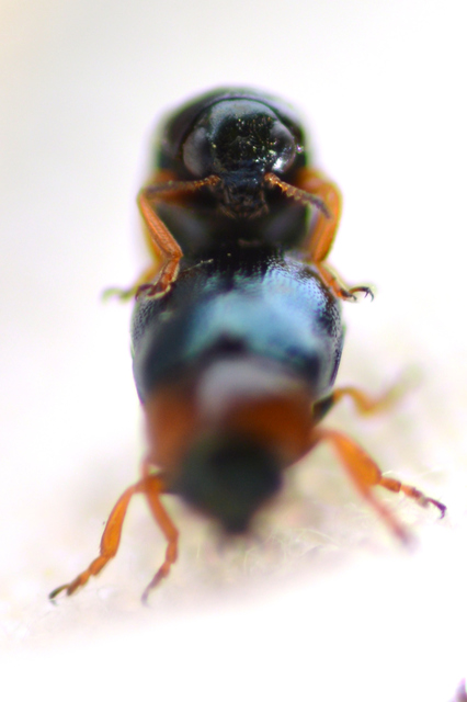 Smaragdina