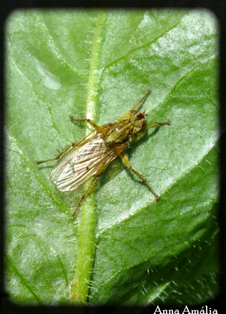 Scathophaga stercoraria - közönséges trágyalégy