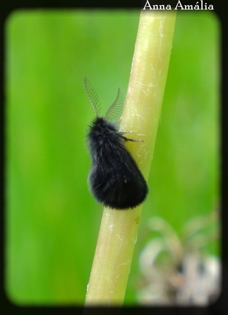 Psychidae - csőzsákos-molyfélék