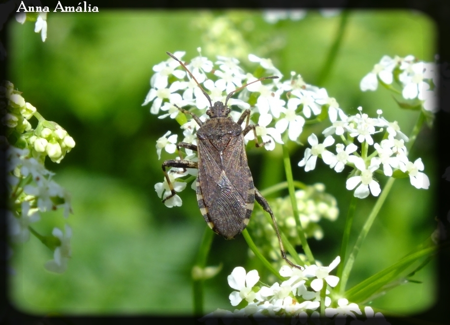 Ceraleptus gracilicornis - tüskéslábú karimáspoloska
