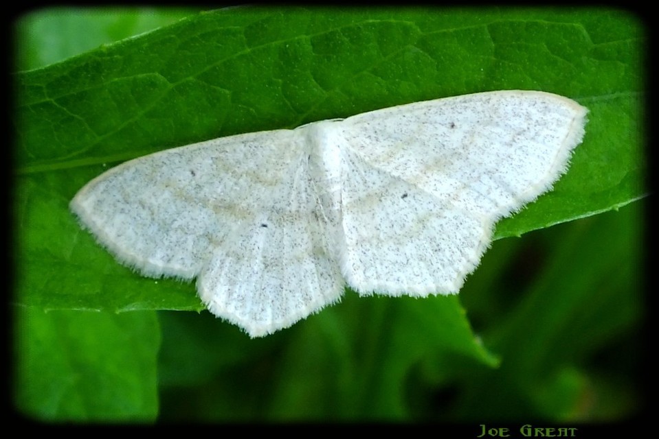Scopula nigropunctata - feketepettyes araszoló