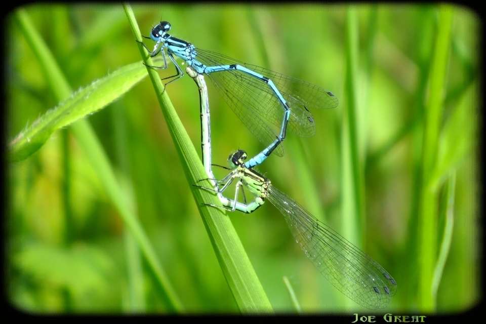 Coenagrion puella - azúrkék légivadász