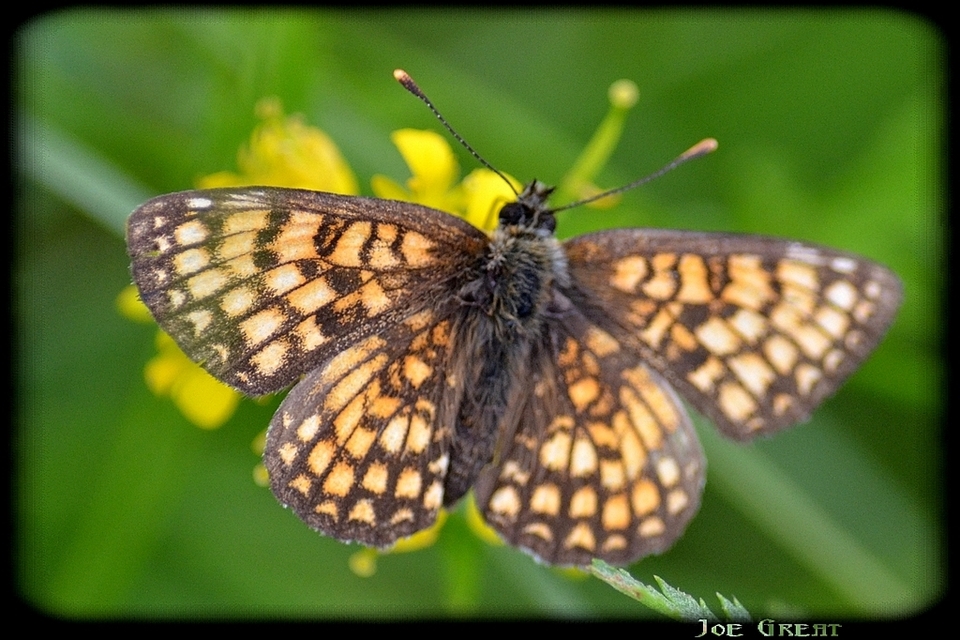 Melitaea athalia - közönséges tarkalepke