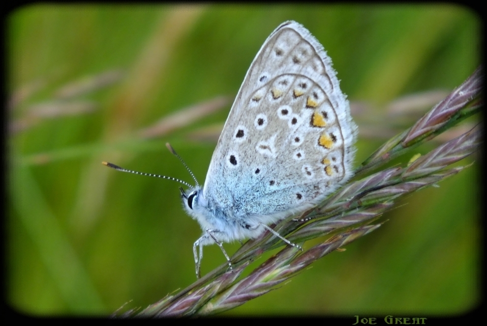 Polyommatus icarus - közönséges boglárka