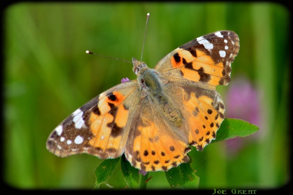 Vanessa cardui - bogáncslepke