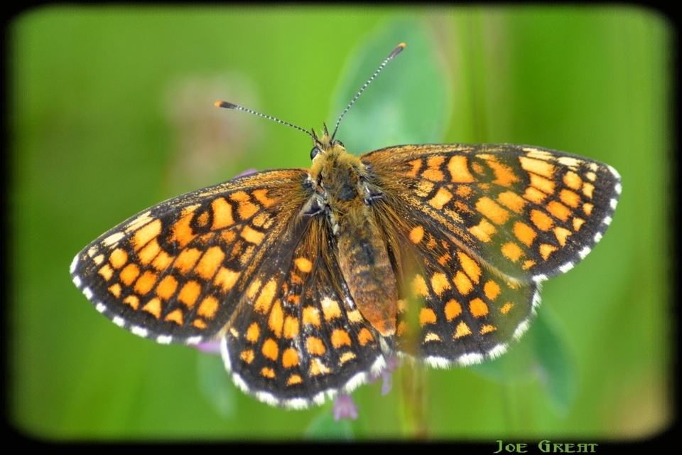 Melitaea athalia - közönséges tarkalepke