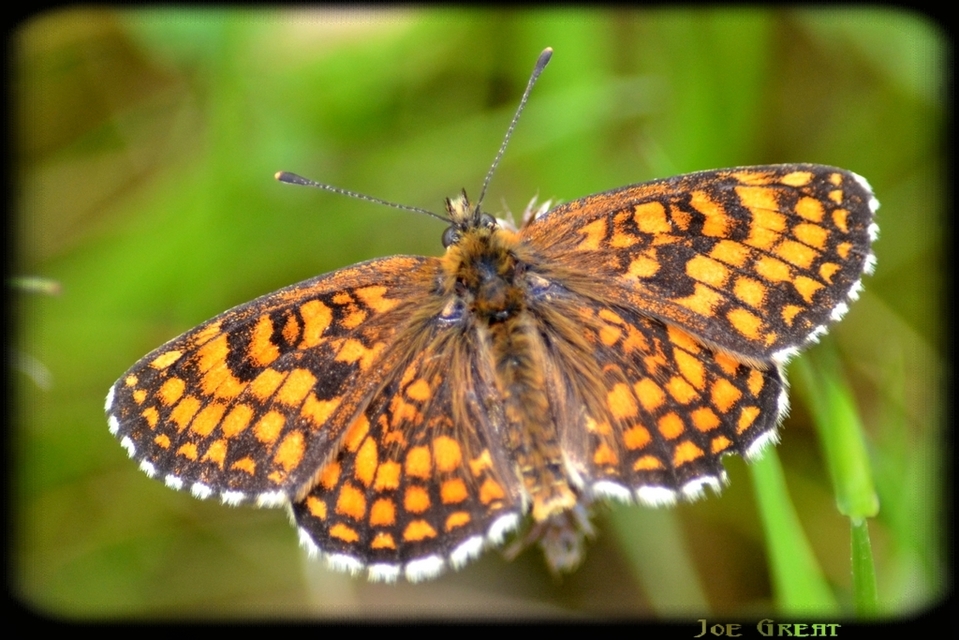 Melitaea athalia - közönséges tarkalepke