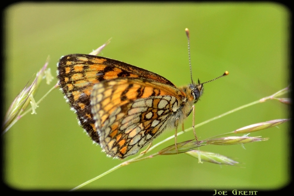 Melitaea athalia - közönséges tarkalepke