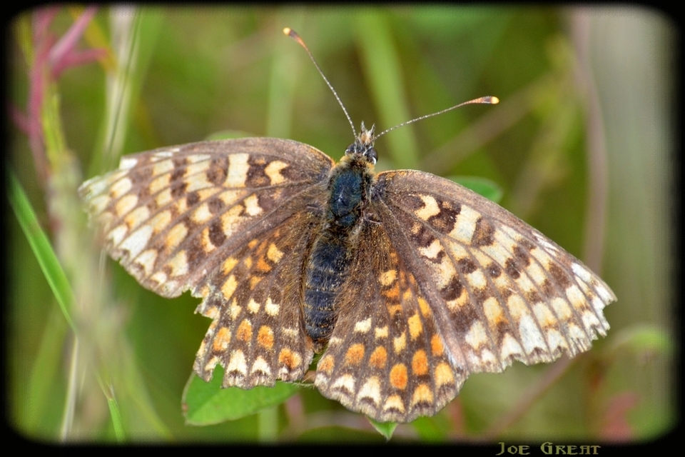 Melitaea phoebe - nagy tarkalepke
