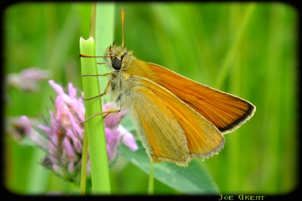 Thymelicus lineola - vonalas busalepke