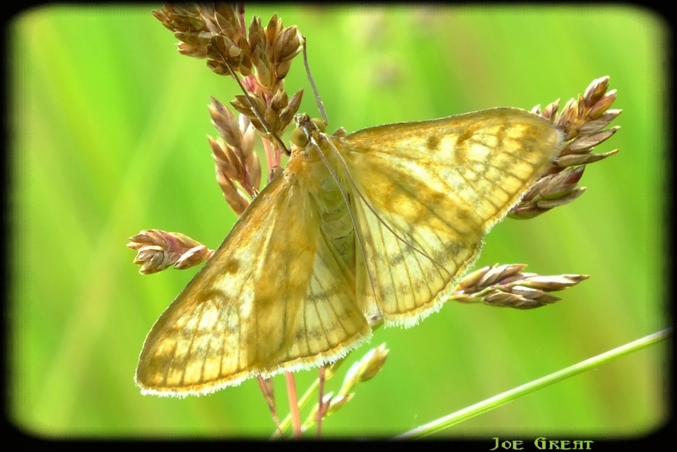 Sitochroa verticalis - világossárga dudvamoly