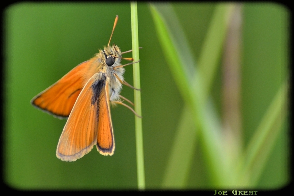 Thymelicus lineola - vonalas busalepke