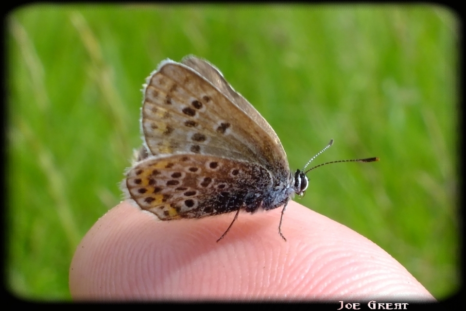 Plebejus argus - ezüstös boglárka