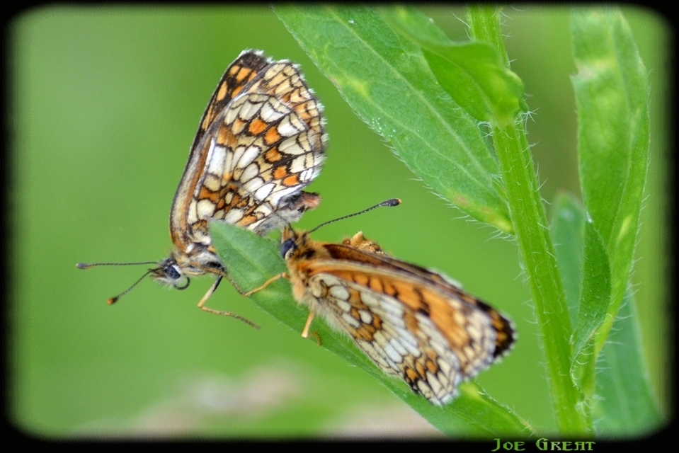 Melitaea athalia - közönséges tarkalepke