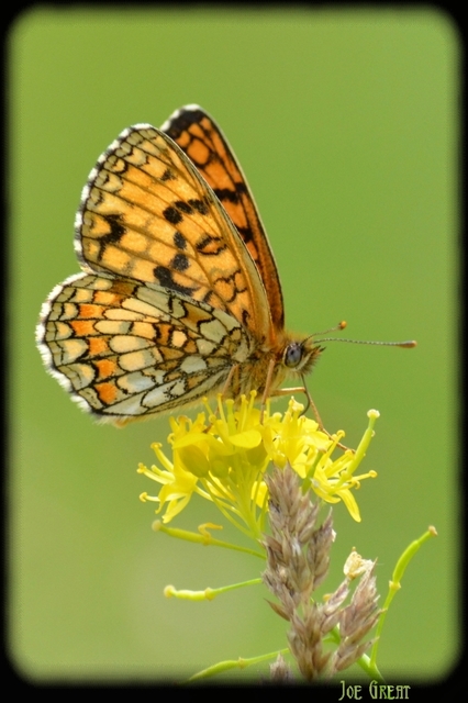 Melitaea athalia - közönséges tarkalepke