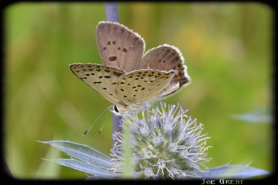Lycaena tityrus - barna tűzlepke