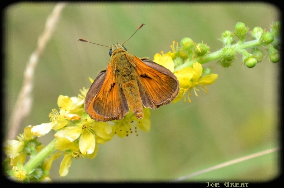 Ochlodes sylvanus - erdei busalepke