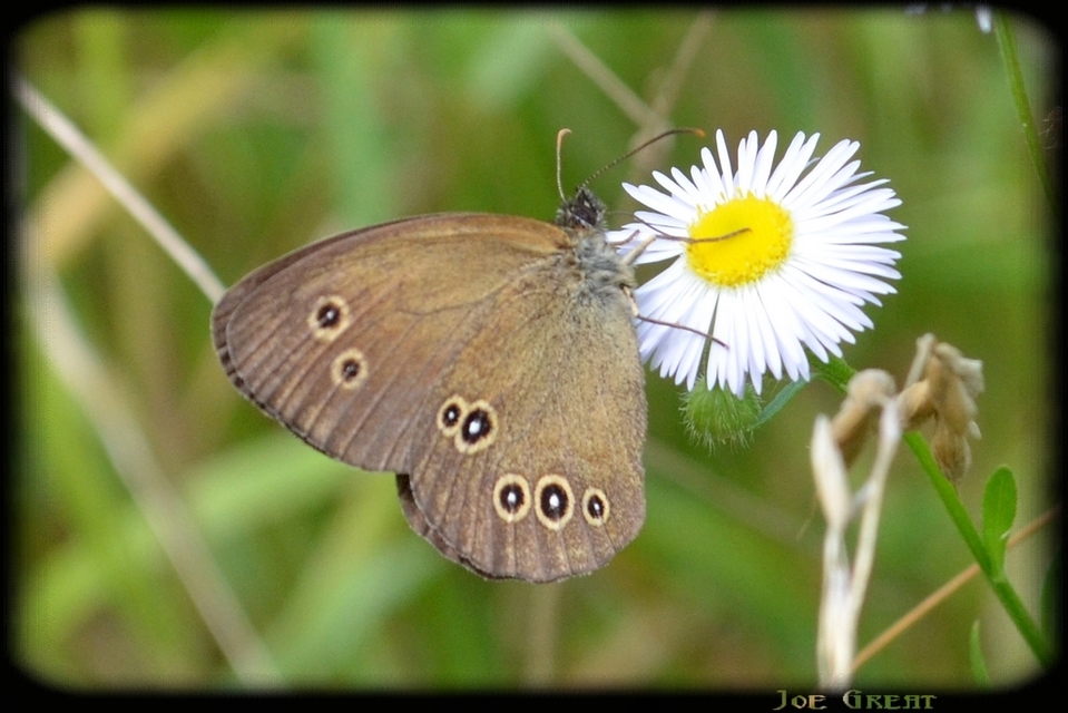 Aphantopus hyperanthus - közönséges ökörszemlepke