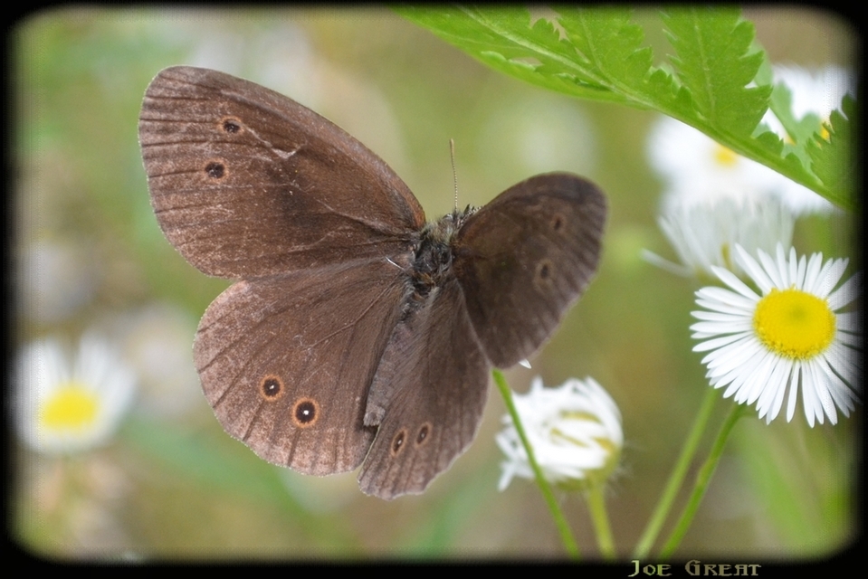 Aphantopus hyperanthus - közönséges ökörszemlepke