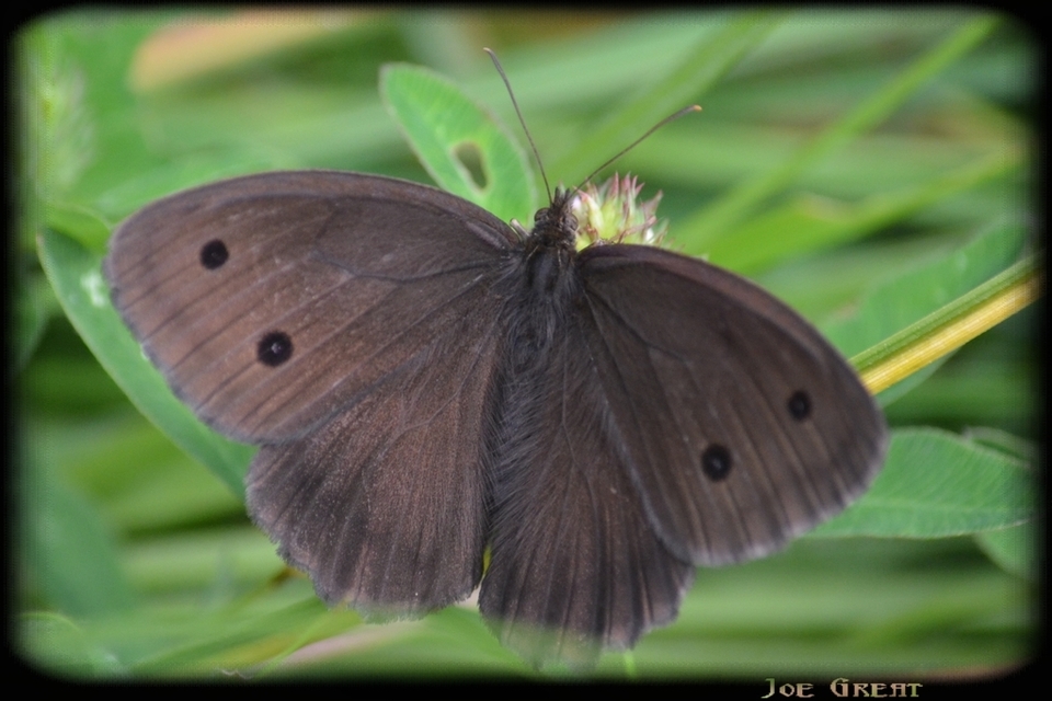 Minois dryas - fekete szemeslepke