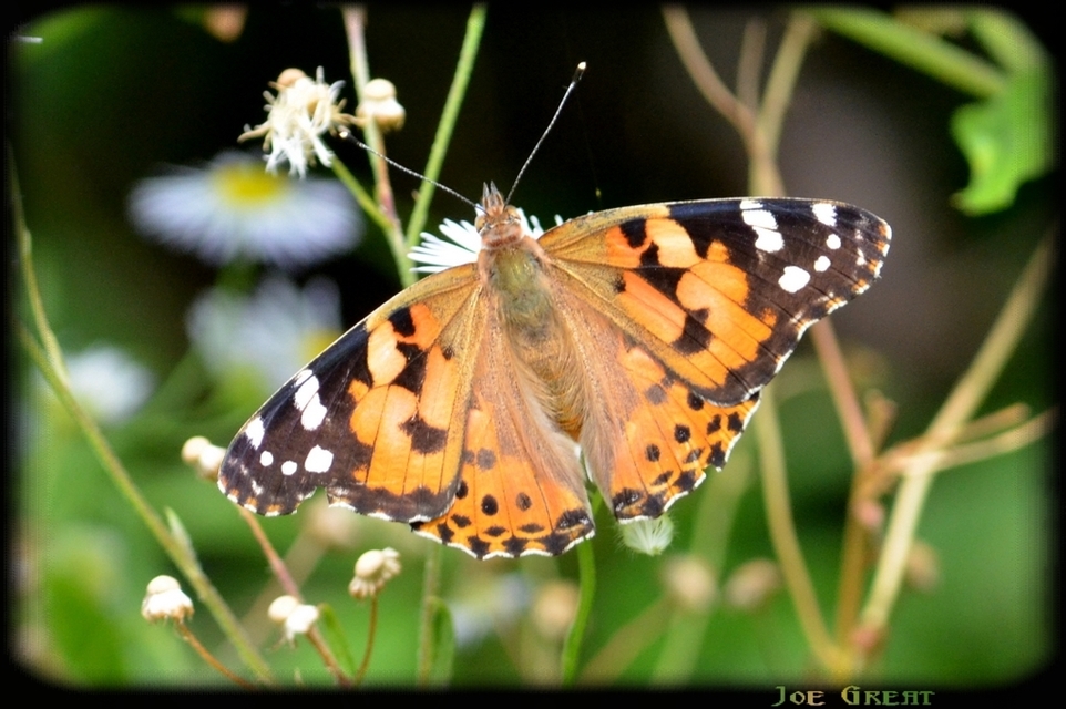 Vanessa cardui - bogáncslepke