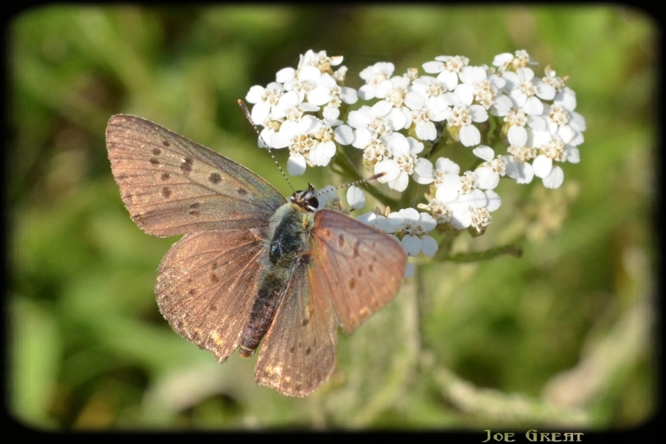 Lycaena tityrus - barna tűzlepke