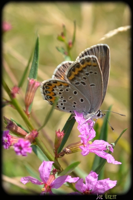 Plebejus argyrognomon - tintakék boglárka