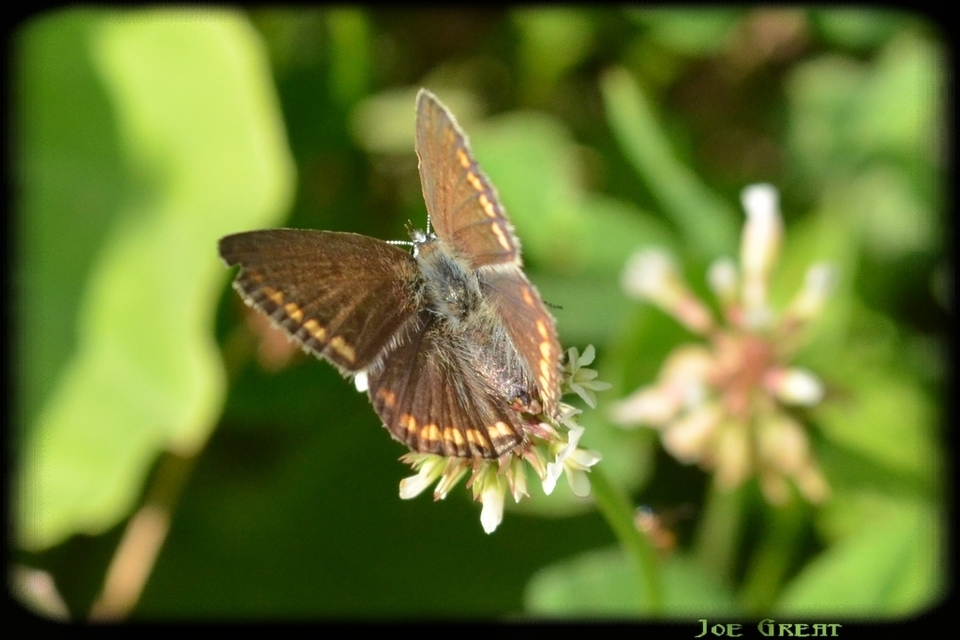 Polyommatus icarus - közönséges boglárka