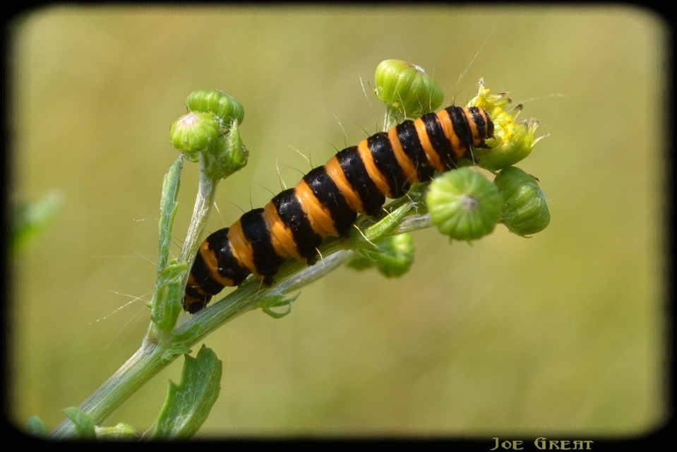Tyria jacobaeae - jakabfű-medvelepke