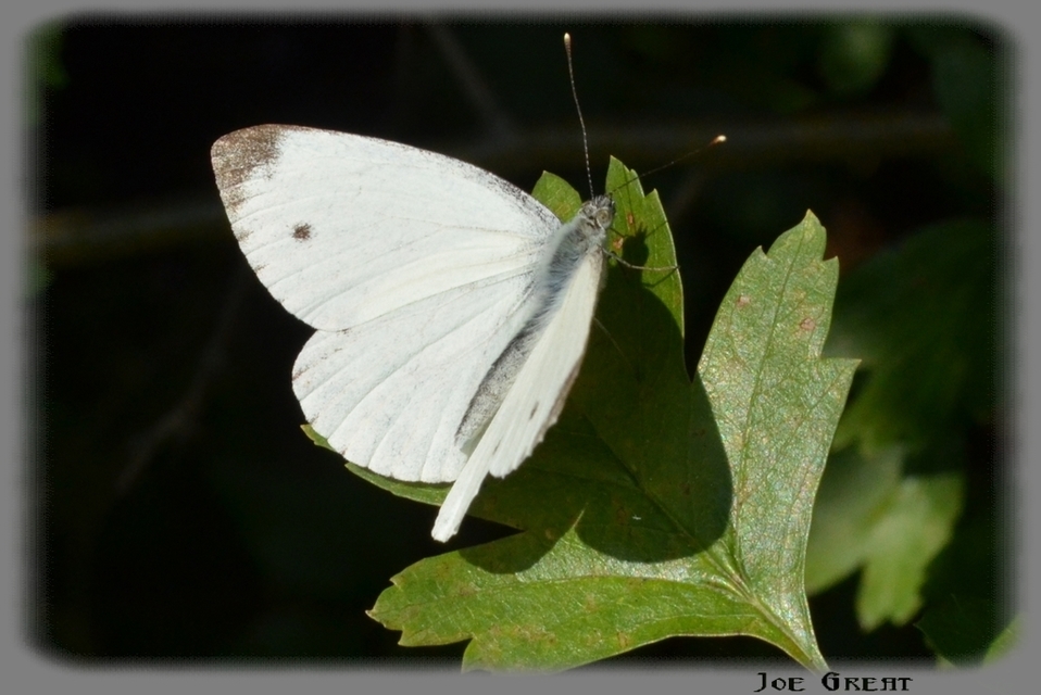 Pieris napi - repcelepke