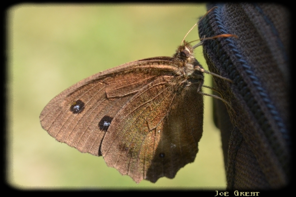 Minois dryas - fekete szemeslepke