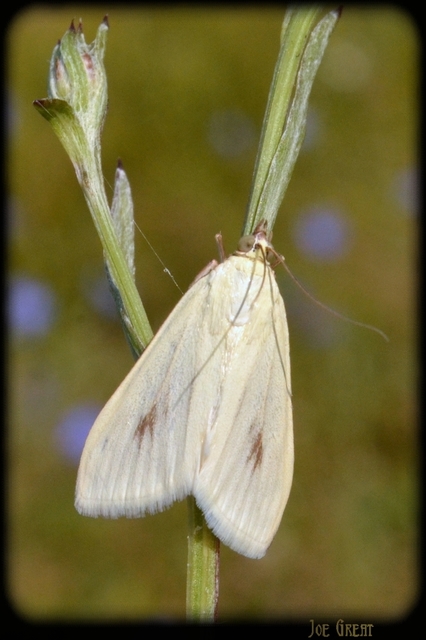 Sitochroa palealis - kénszárnyú dudvamoly