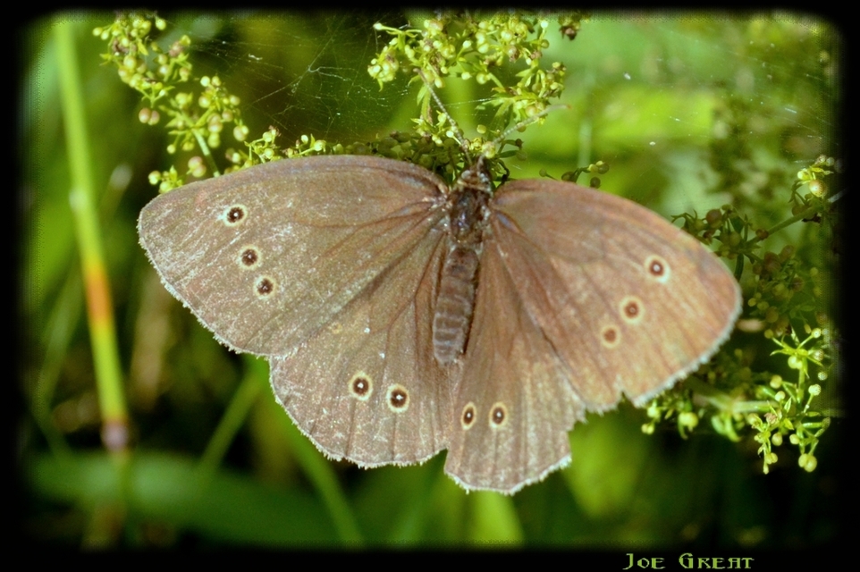 Aphantopus hyperanthus - közönséges ökörszemlepke