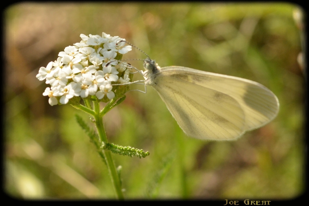 Leptidea sinapis - mustárlepke