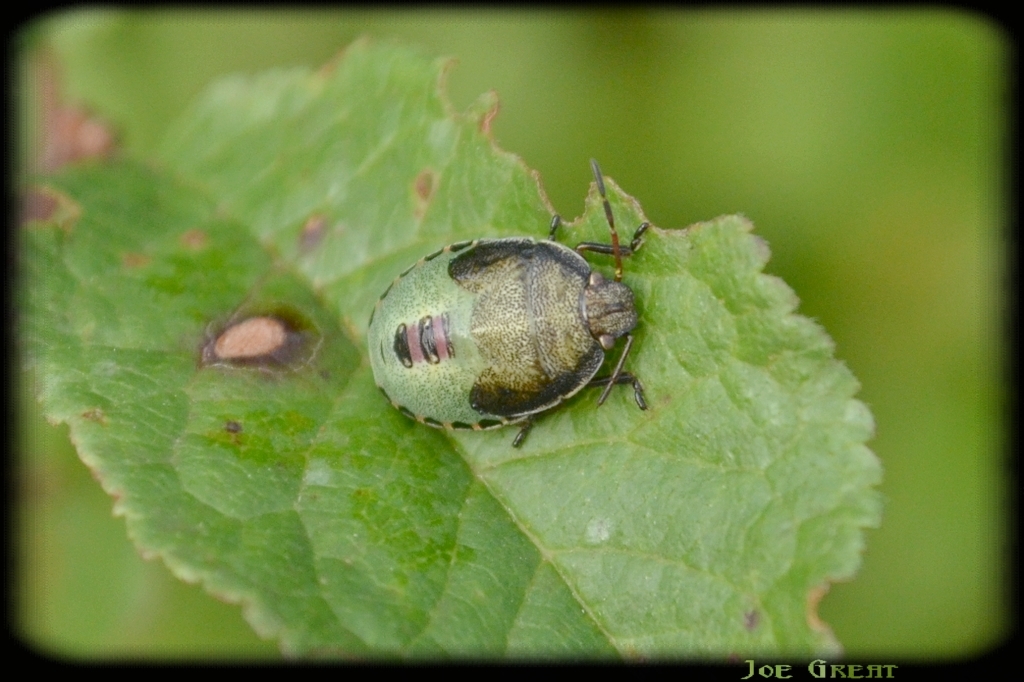Piezodorus lituratus - bíboros címerespoloska Piezodorus lituratus - bíboros címerespoloska