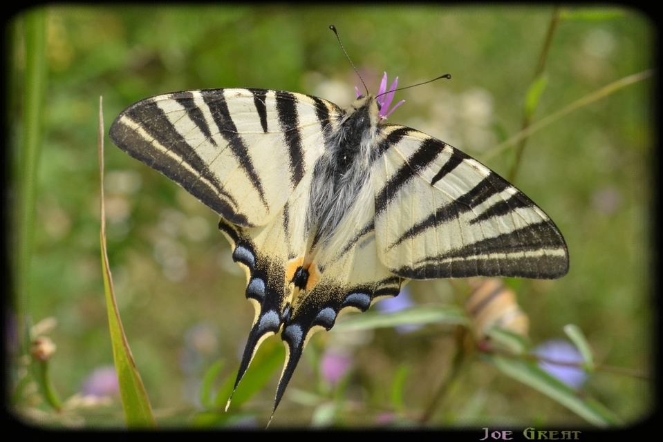 Iphiclides podalirius - kardoslepke