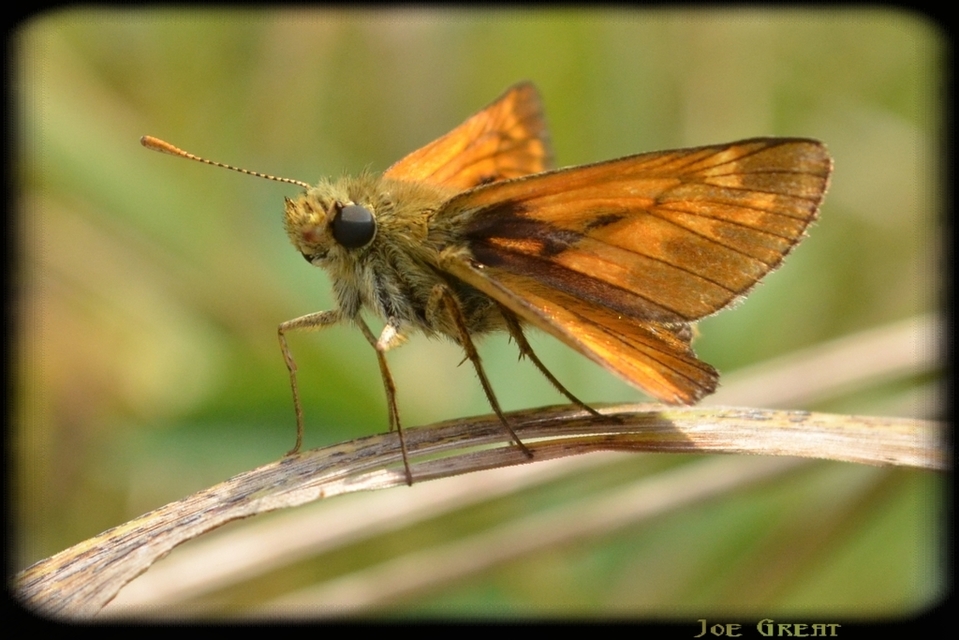 Ochlodes sylvanus - erdei busalepke