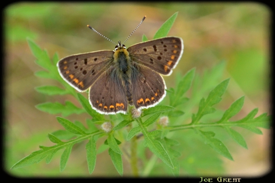 Lycaena tityrus - barna tűzlepke
