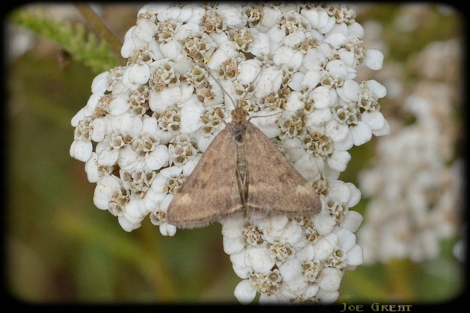 Pyrausta despicata - réti bíbormoly