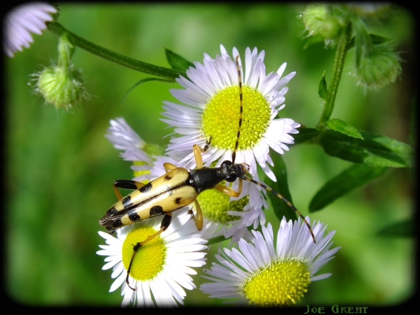 Rutpela maculata - tarkacsápú karcsúcincér