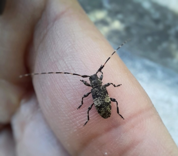 Leiopus nebulosus - öves gesztcincér