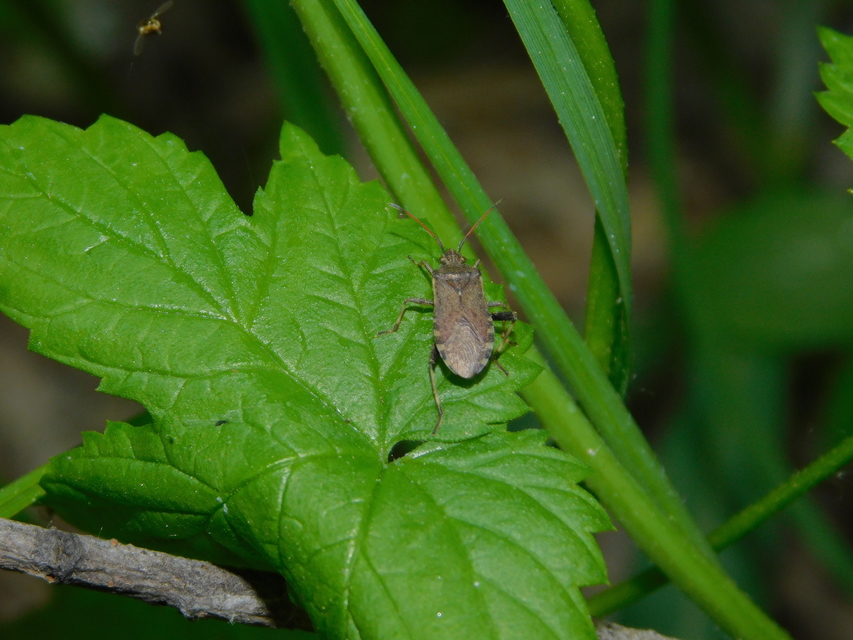 Ceraleptus gracilicornis - tüskéslábú karimáspoloska