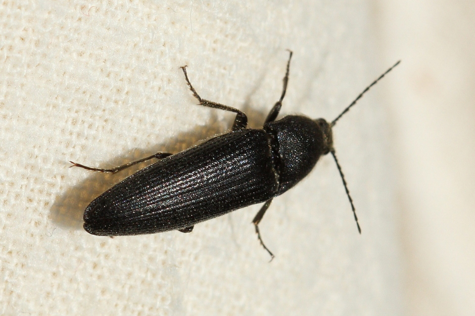 Melanotus punctolineatus - sávos gyászpattanó